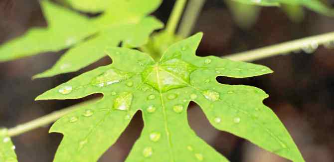 benefits of papaya leaves