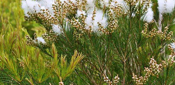 flowering in tea tree