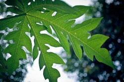 papaya leaves - wonder herb