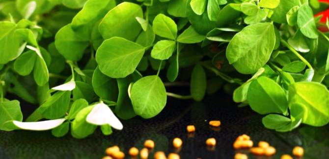 health benefits of fenugreek