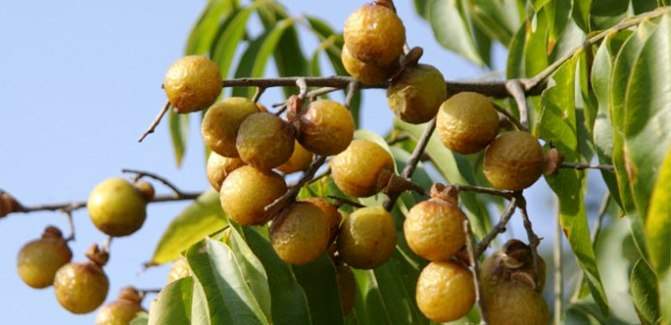 benefits of soapnuts