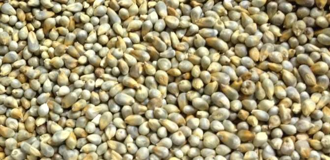 health benefits of pearl millet