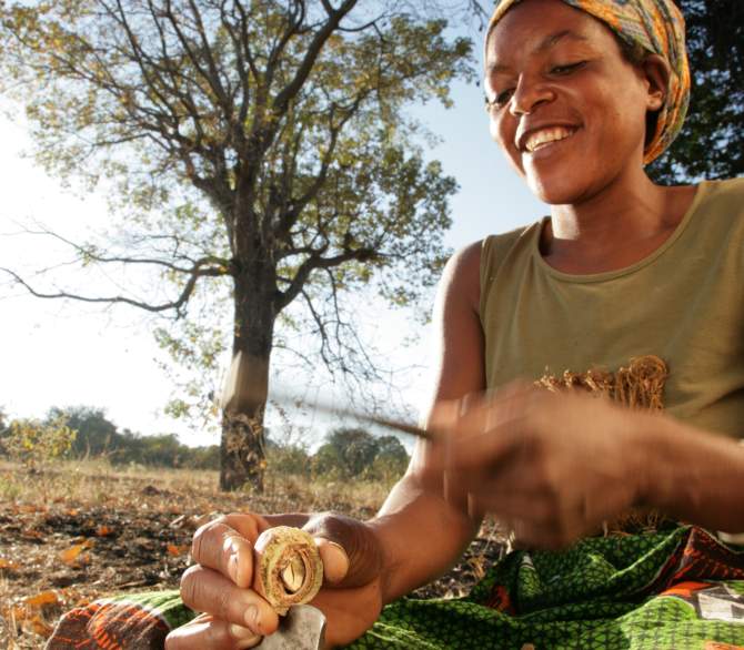 african woman cracking mongongo nut