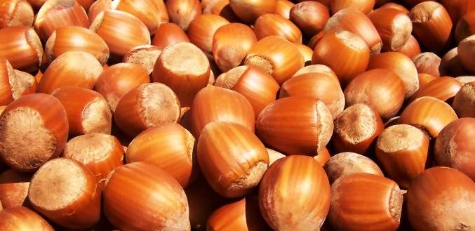 health benefits of hazelnuts