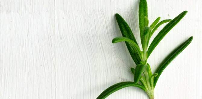 rosemary benefits