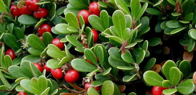 health benefits of bearberries