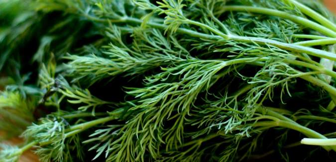 health benefits of dill