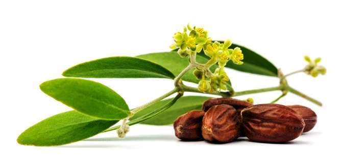 health benefits of jojoba oil