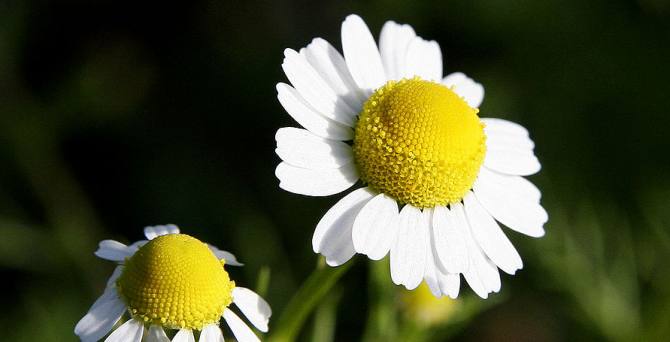 benefits of Chamomile herb