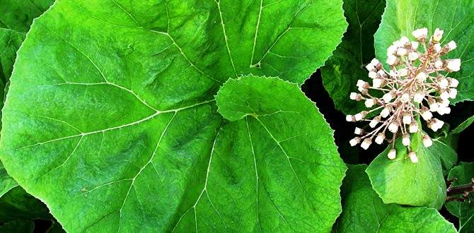 benefits of butterbur