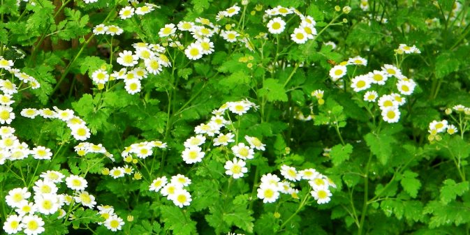 benefits of feverfew