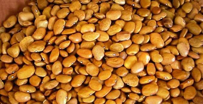 health benefits of tepary beans