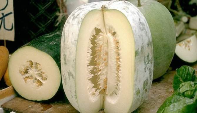 health benefits of winter melon