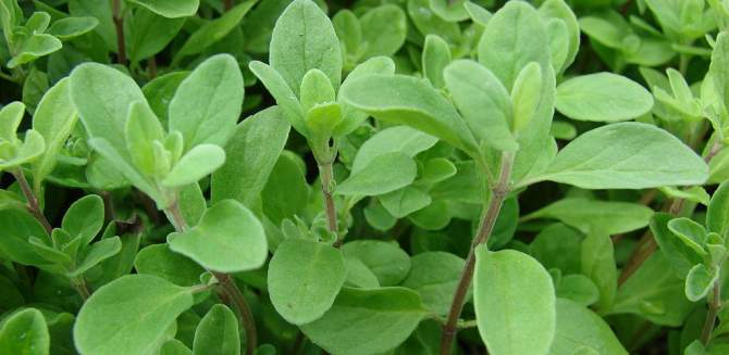 health benefits of Marjoram