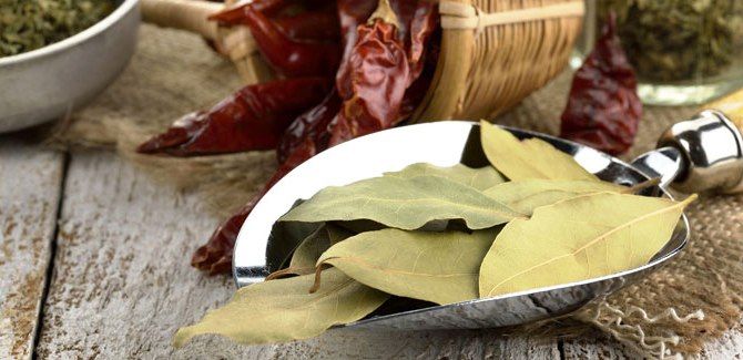 benefits of bay leaf