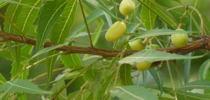 benefits neem oil