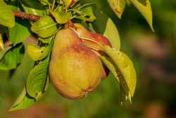 Pears