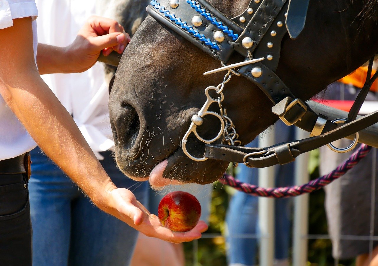 Nutrition a Horse Need