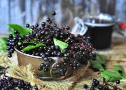 Elderberry