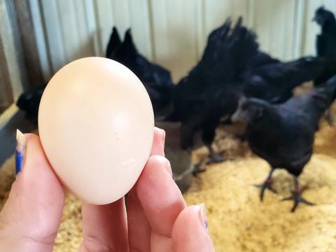 Color of ayam cemani eggs