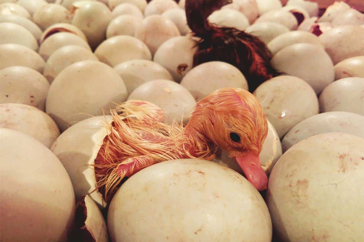 Process of incubating duck eggs