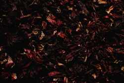 Benefits of Hibiscus Tea