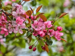 Can You Eat Crab Apples? How to Make Crab Apple Recipes?