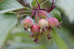 Can You Eat Crab Apples? How to Make Crab Apple Recipes?