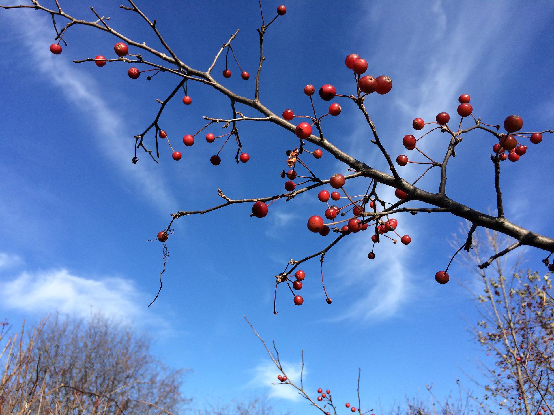 Can You Eat Crab Apples? How to Make Crab Apple Recipes?