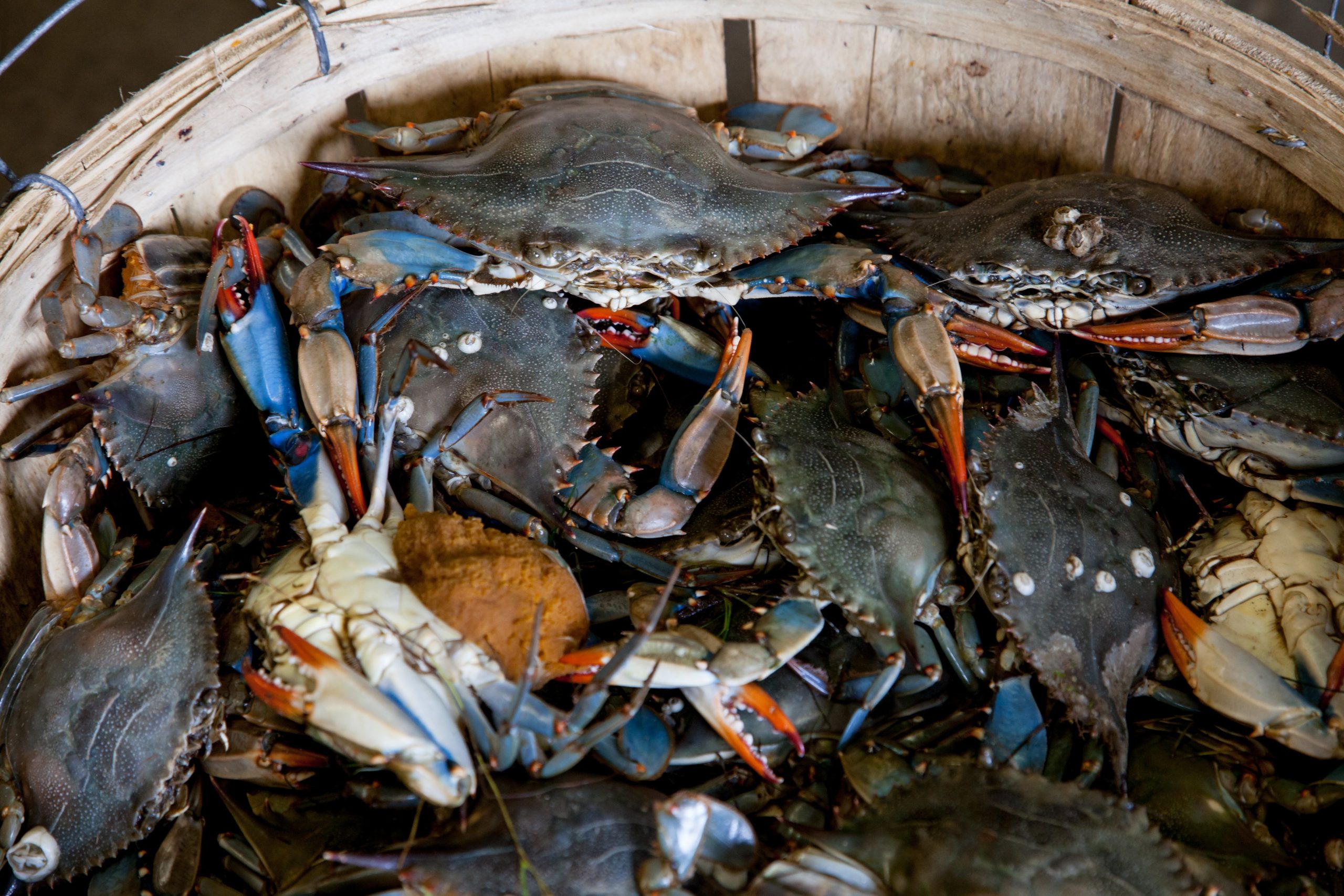 How Many Dozen Crabs in a Bushel and Various Ways to Measure