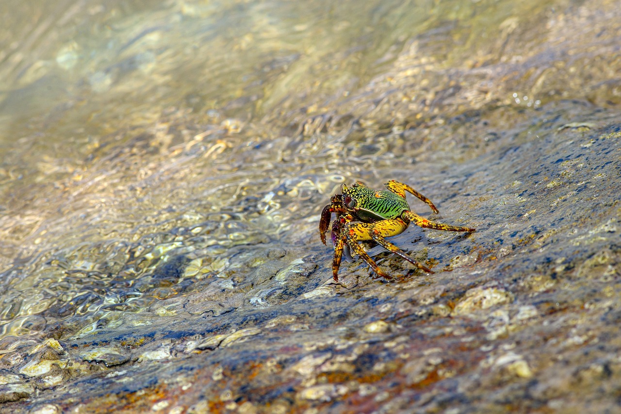 can you eat hermit crabs