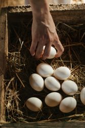 guinea fowl eggs