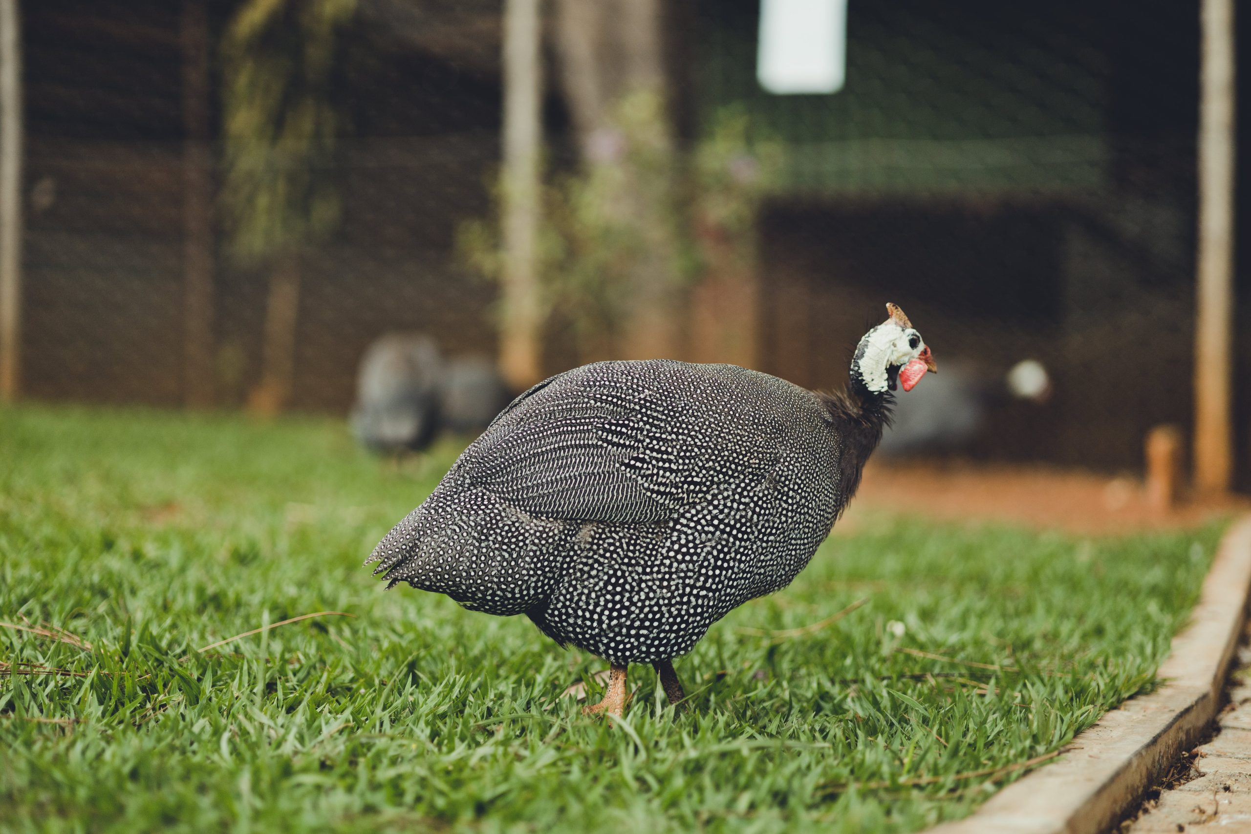 guinea fowl