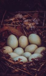 guinea fowl eggs